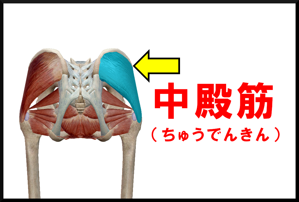 中殿筋