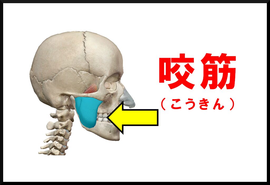 咬筋