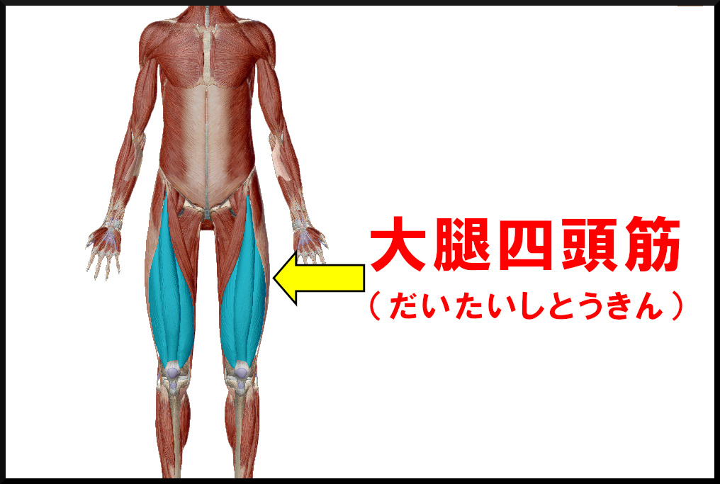 大腿四頭筋
