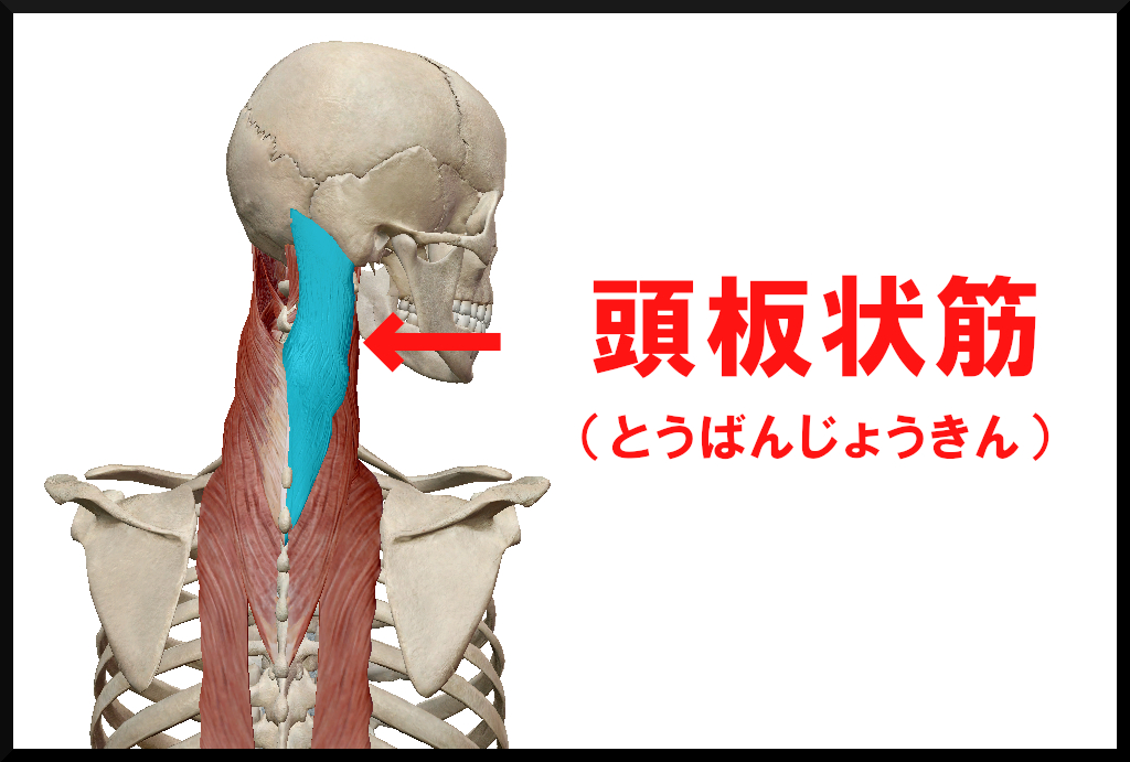 頭板状筋
