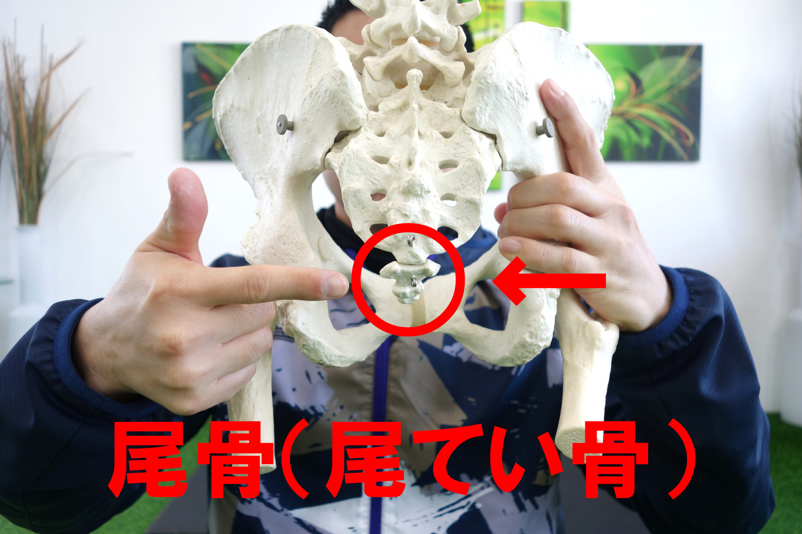 尾てい骨