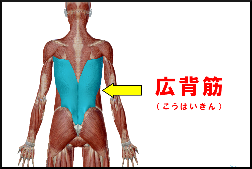 広背筋
