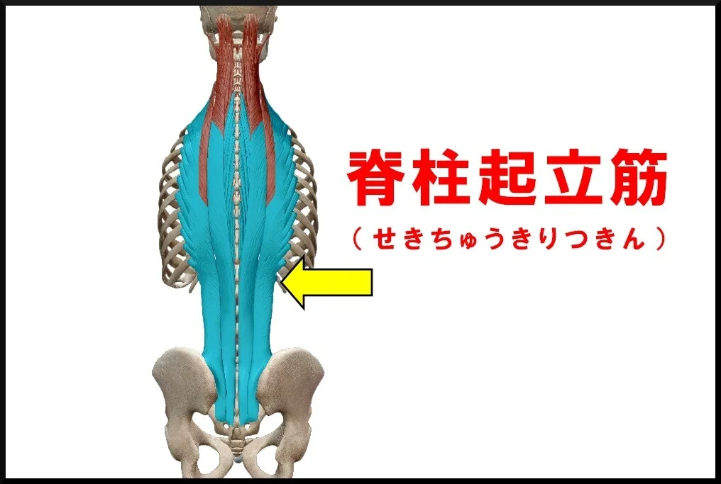 脊柱起立筋