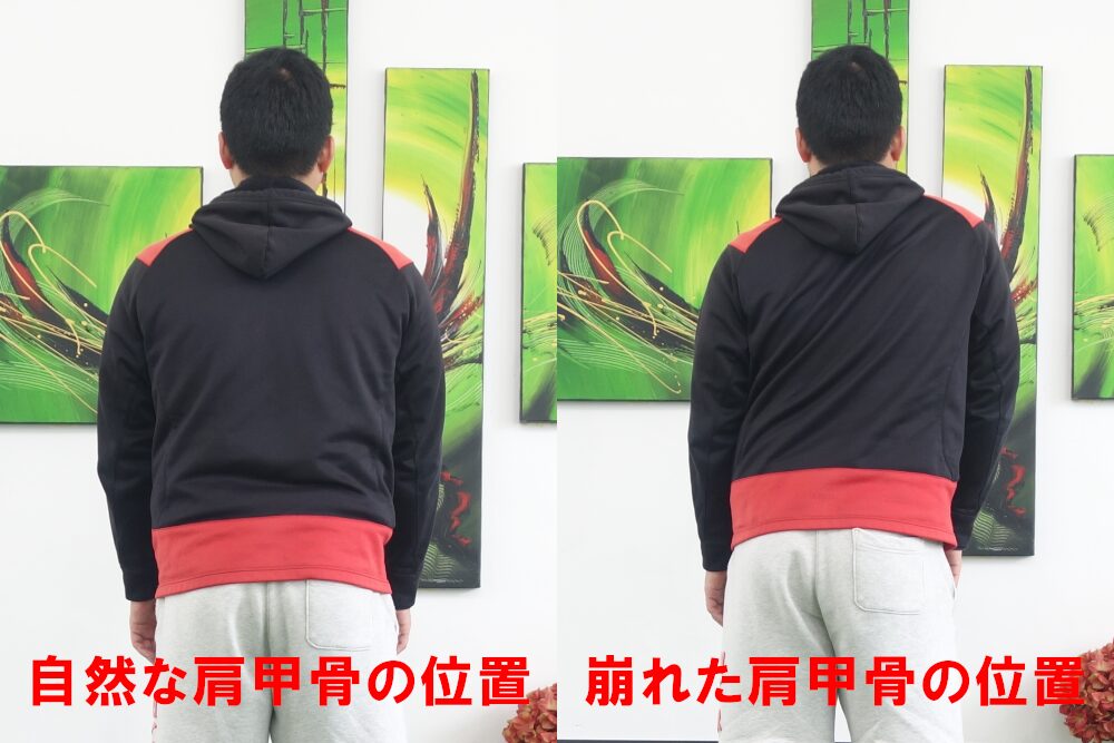 肩甲骨の位置の比較