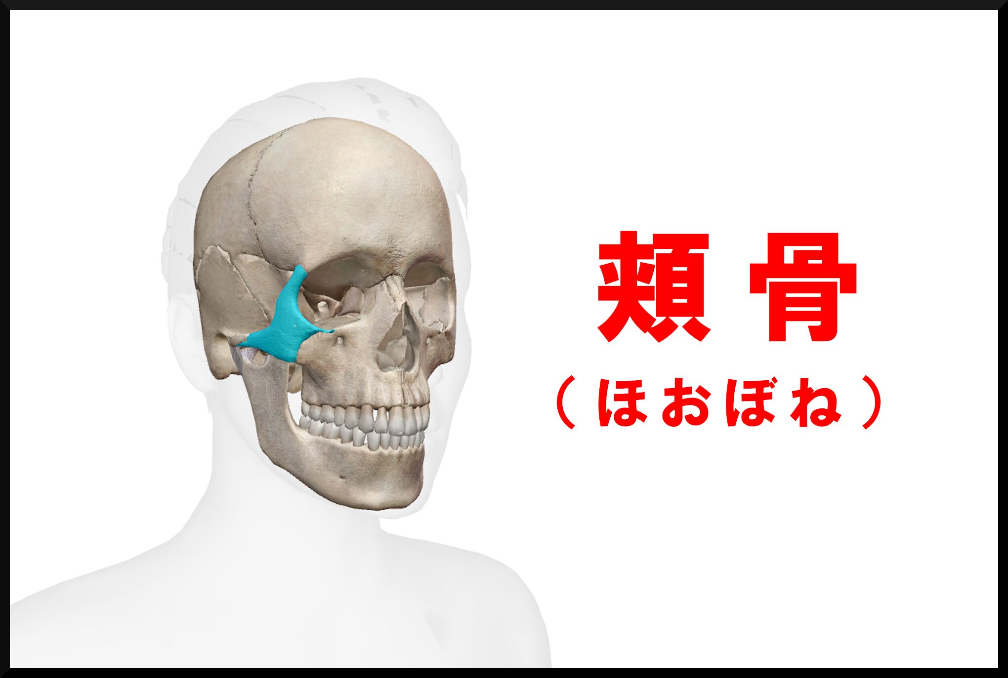 頬骨