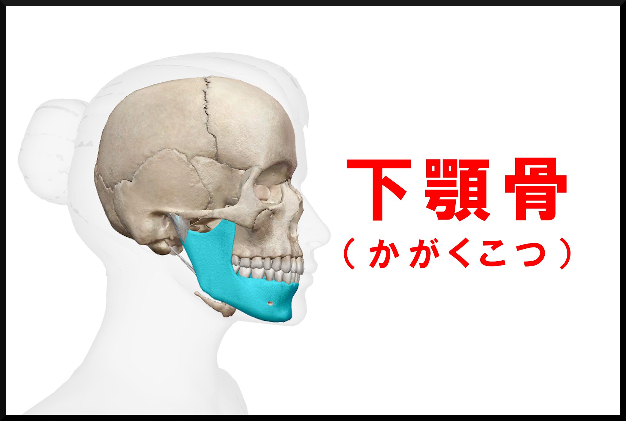 下顎骨