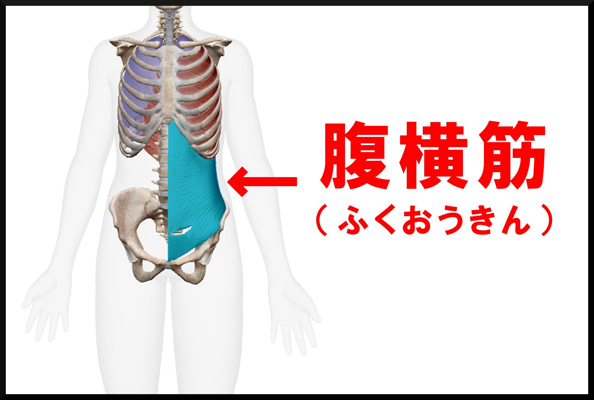 腹横筋