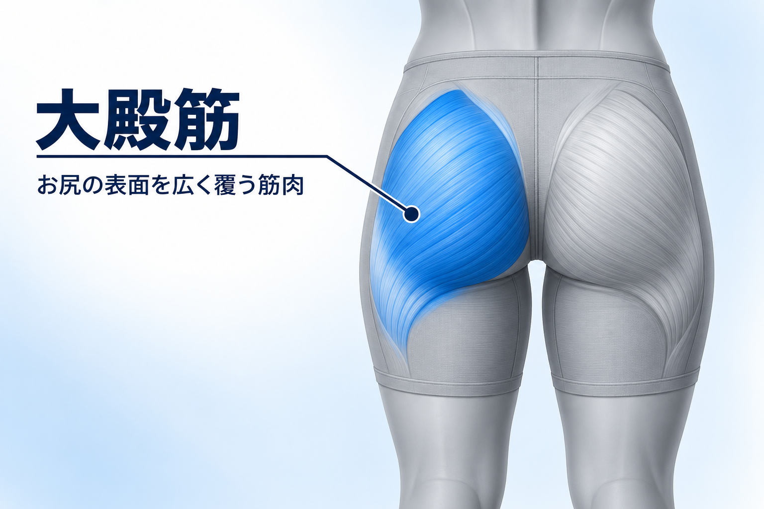 大殿筋