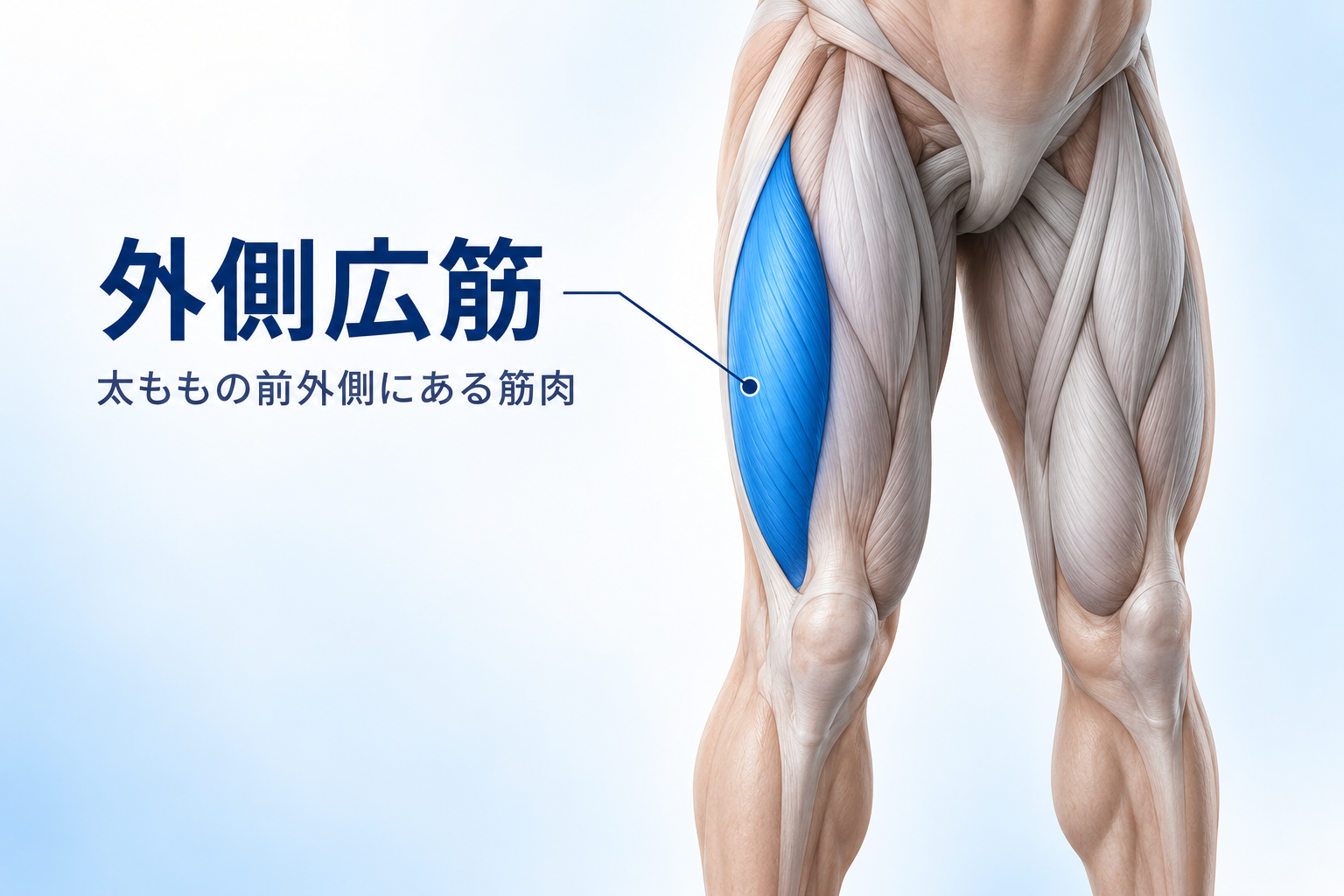 外側広筋